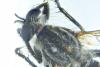 Eutolmus rufibarbis